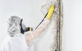 Best Commercial Mold Inspection  in Richmond, IL